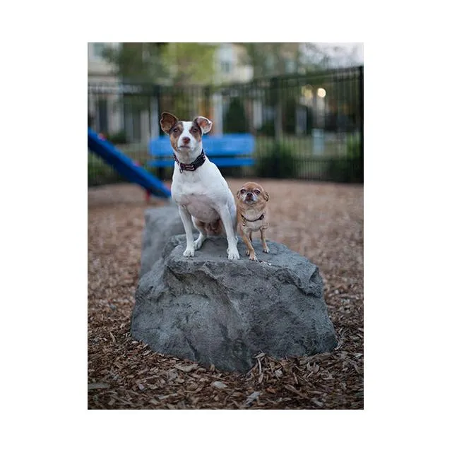 Barkpark Stepping Stones (Set of 3)